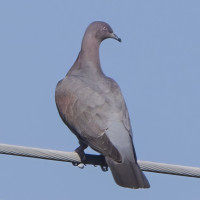 Plain Pigeon